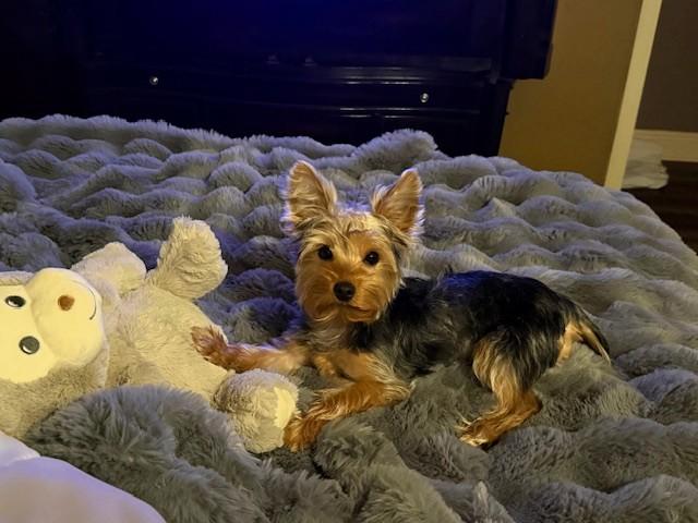 Enlarge Charlie, a ADOPTABLE Yorkshire Terrier in Baton Rouge, LA image 5/6