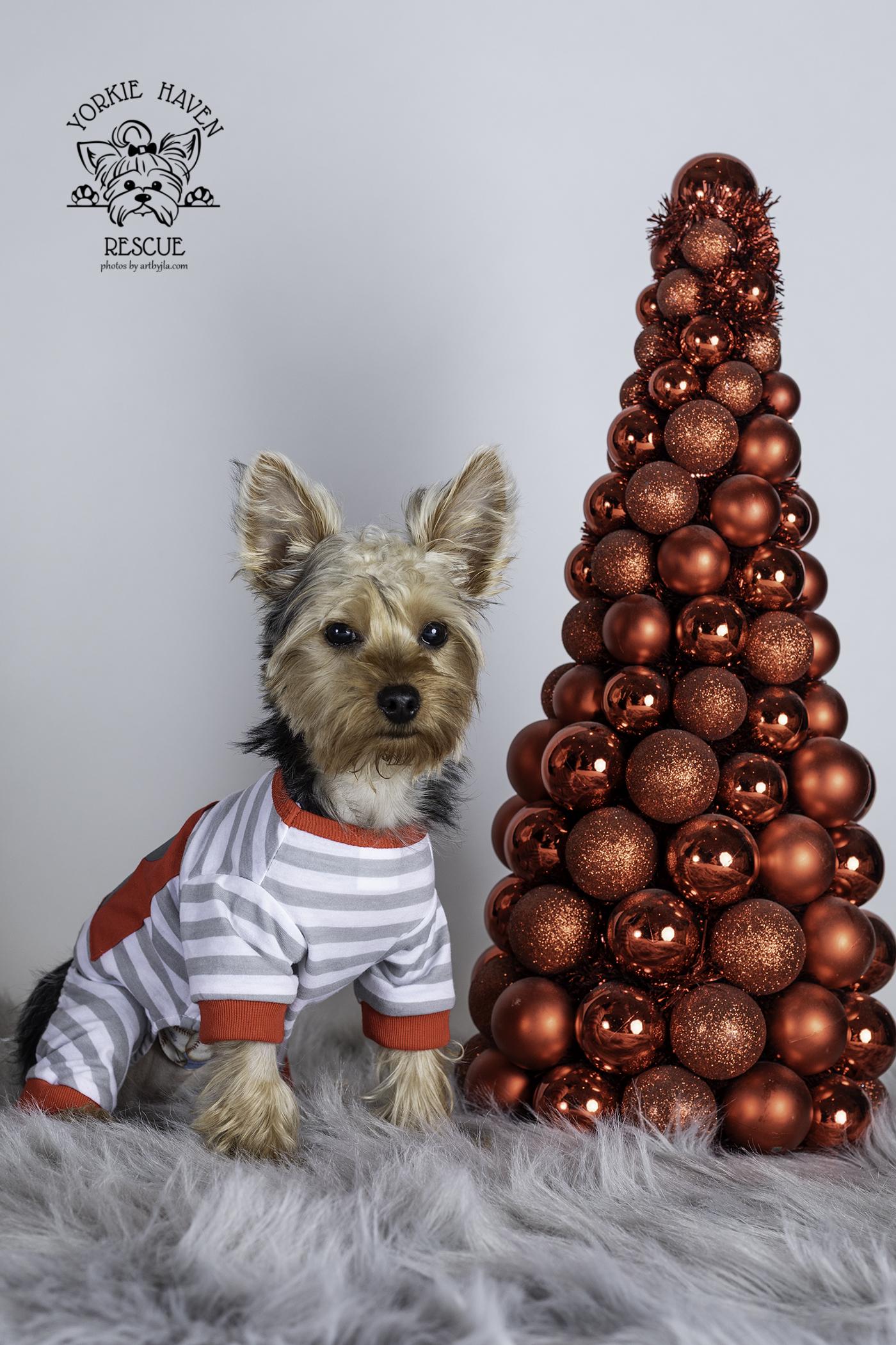 Enlarge Charlie, an adopted Yorkshire Terrier in Baton Rouge, LA image 5/6