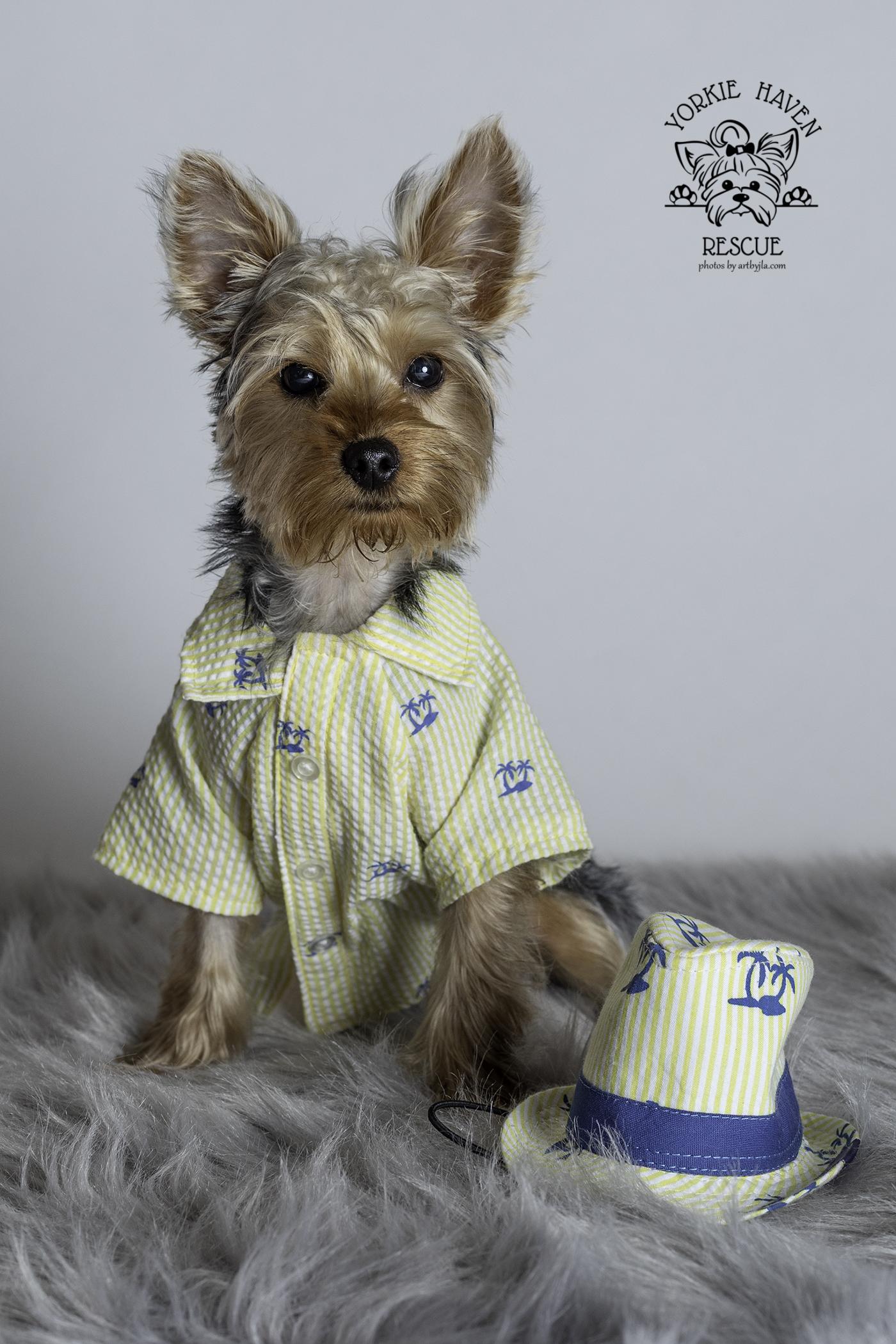 Enlarge Charlie, an adopted Yorkshire Terrier in Baton Rouge, LA image 1/6