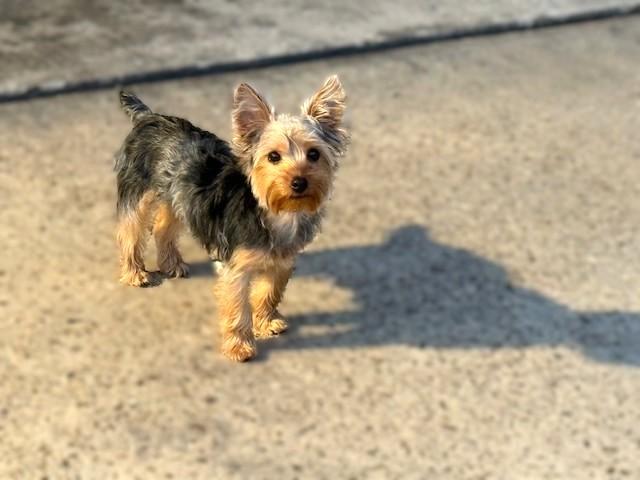 Enlarge Charlie, a ADOPTABLE Yorkshire Terrier in Baton Rouge, LA image 6/6