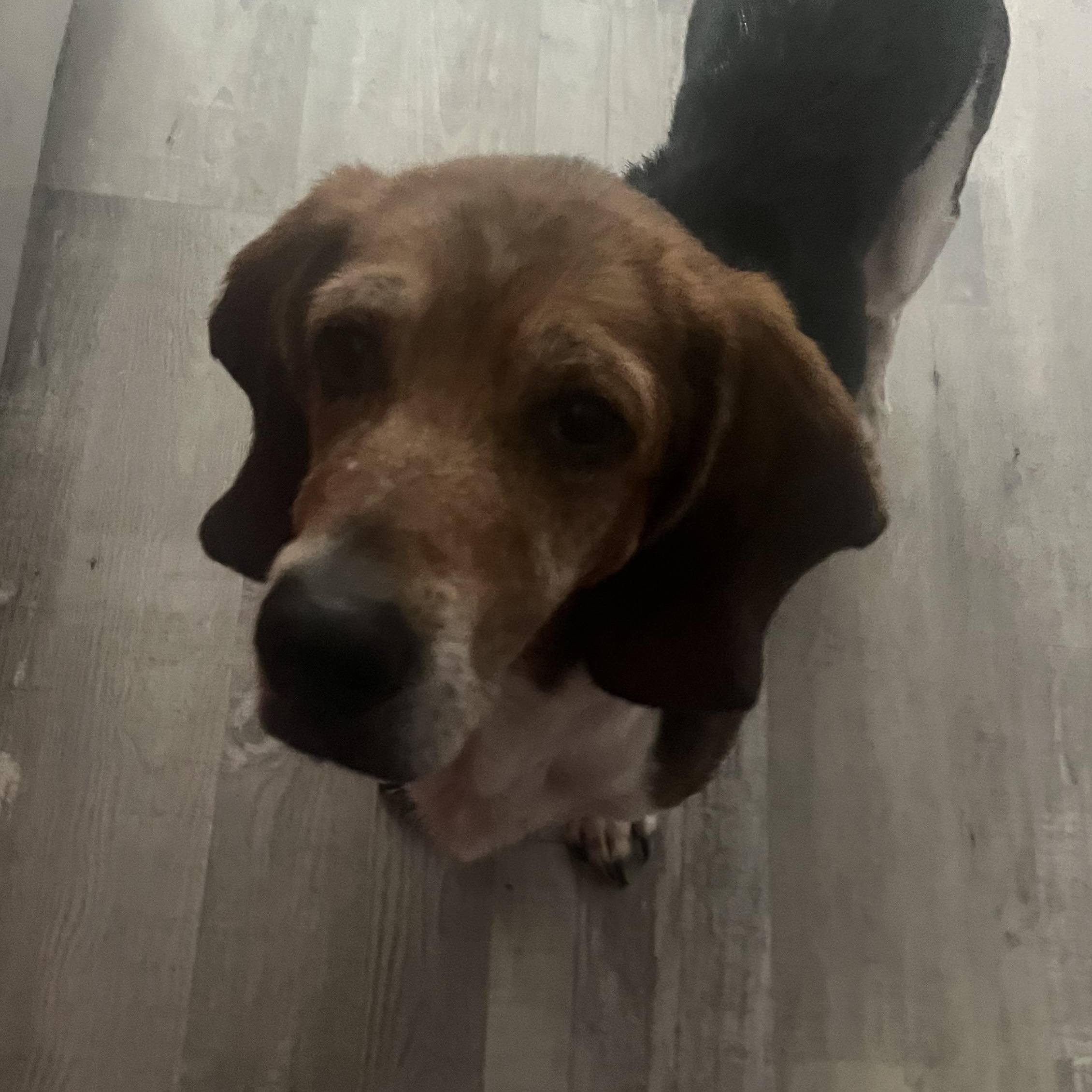 Bella, a Adopted Basset Hound in Columbia, SC image 2/2