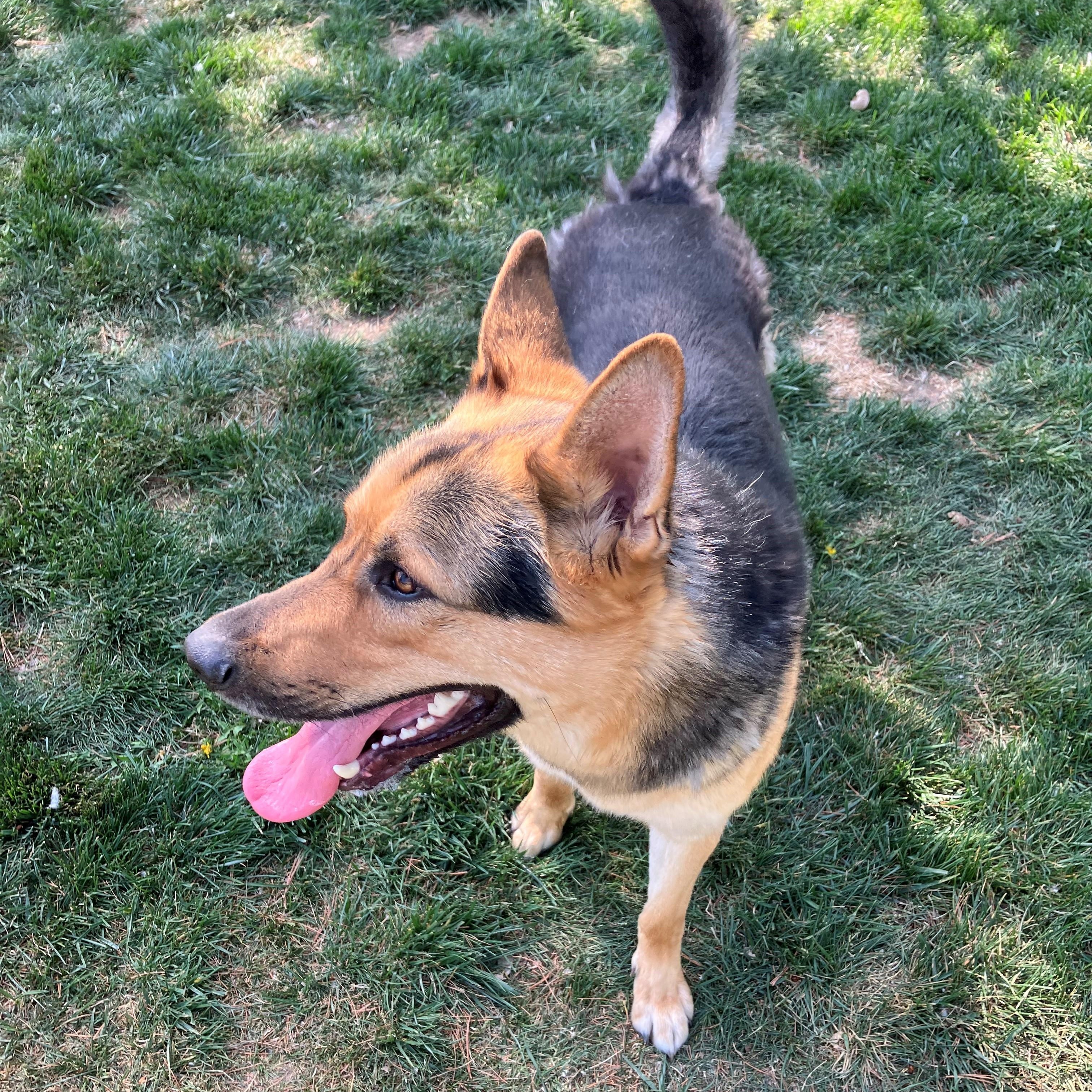 Enlarge Dakota, a Adoptable mixed breed in Quincy, WA image 2/2