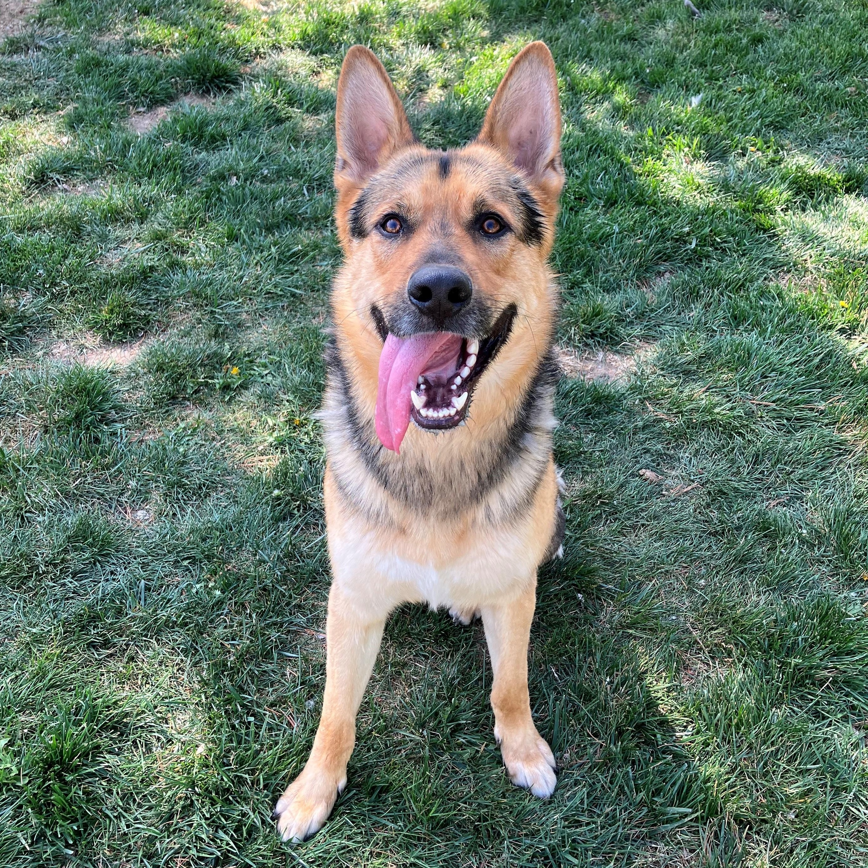 Dakota, Adoptable, Adult Male Shepherd.