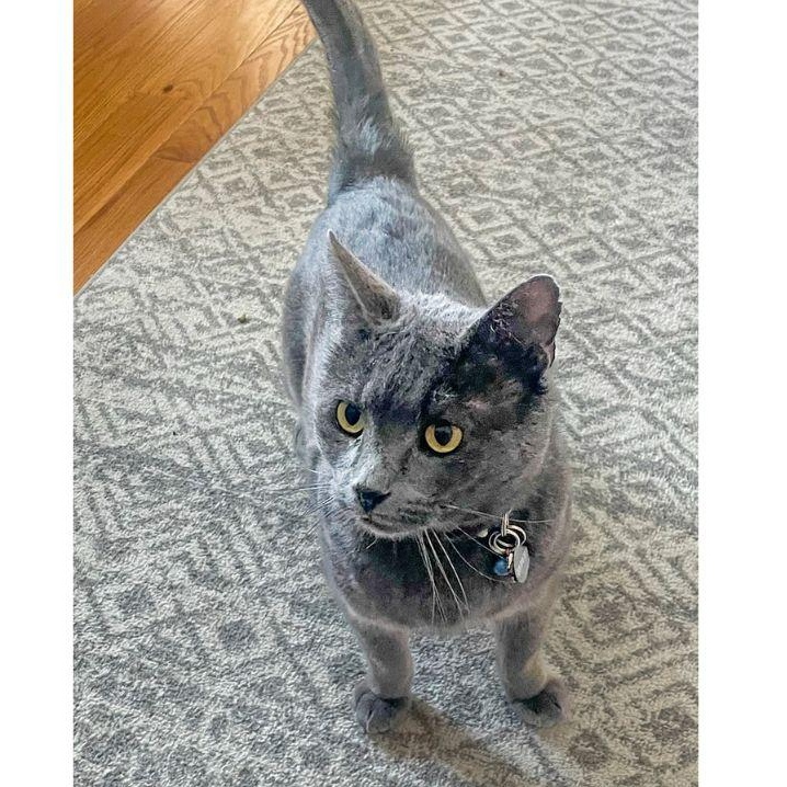 Enlarge Bennett, a ADOPTABLE Domestic Short Hair in Stamford, CT image 3/5