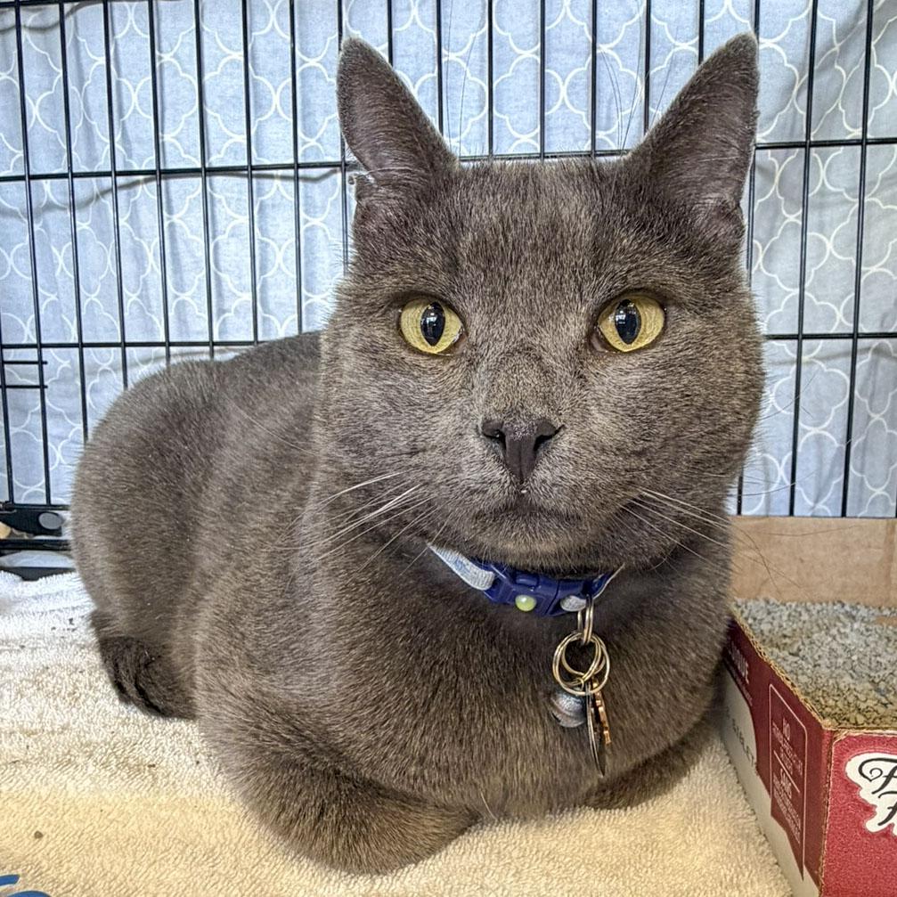 Enlarge Bennett, a ADOPTABLE Domestic Short Hair in Stamford, CT image 1/5