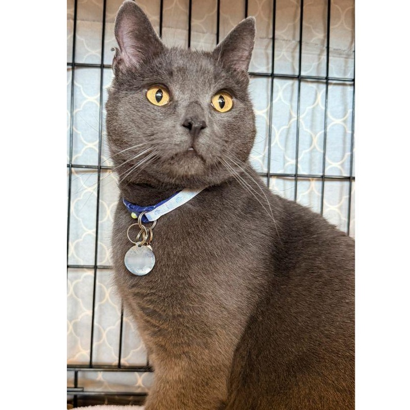 Enlarge Bennett, a ADOPTABLE Domestic Short Hair in Stamford, CT image 2/5