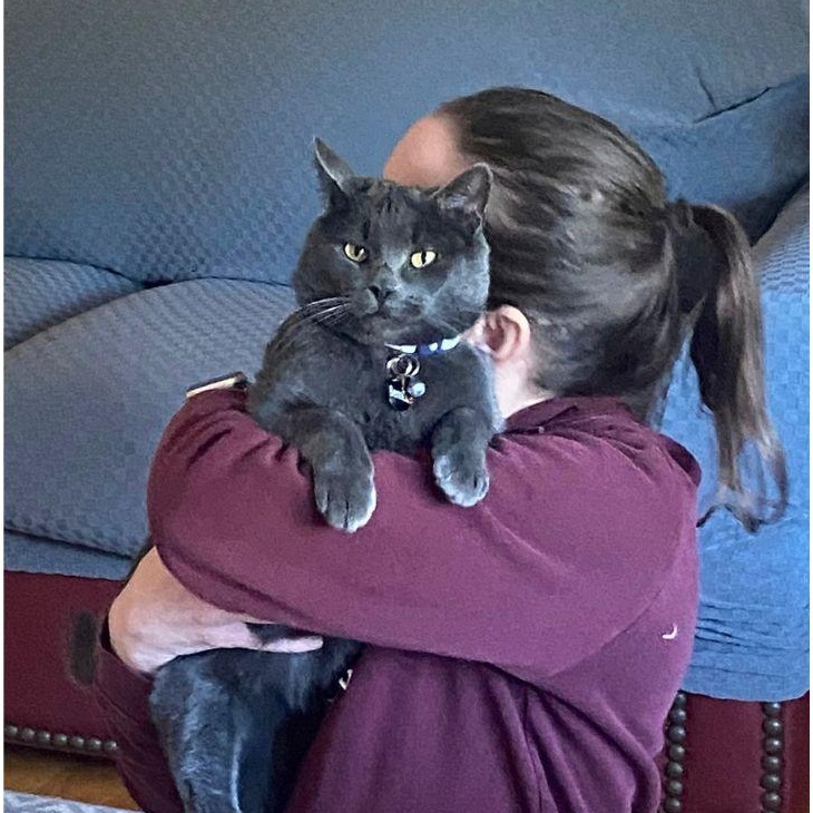 Enlarge Bennett, a ADOPTABLE Domestic Short Hair in Stamford, CT image 4/5