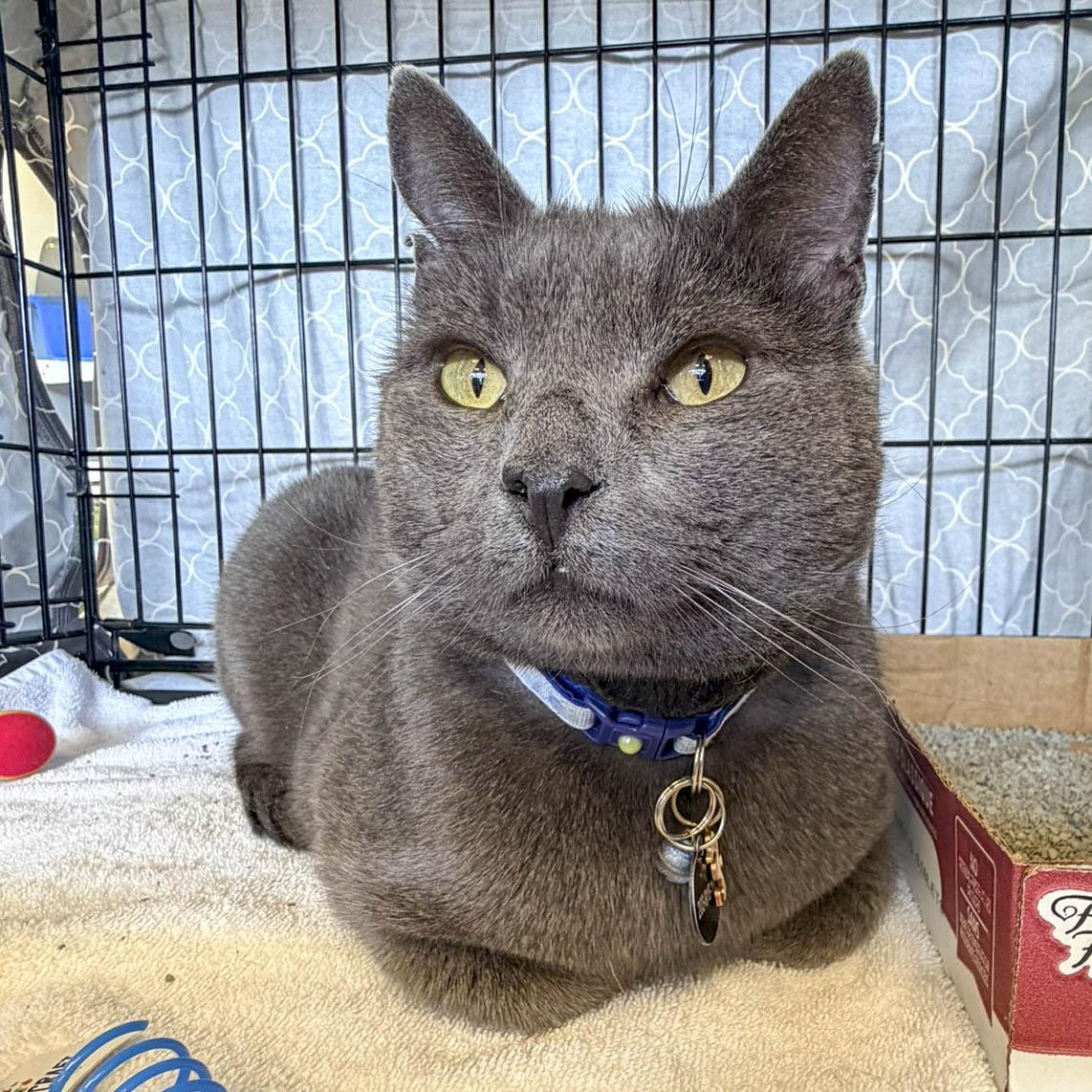 Enlarge Bennett, a ADOPTABLE Domestic Short Hair in Stamford, CT image 5/5