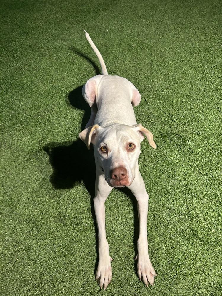 Poppy, Adoptable, Adult Female Labrador Retriever & Mixed Breed.