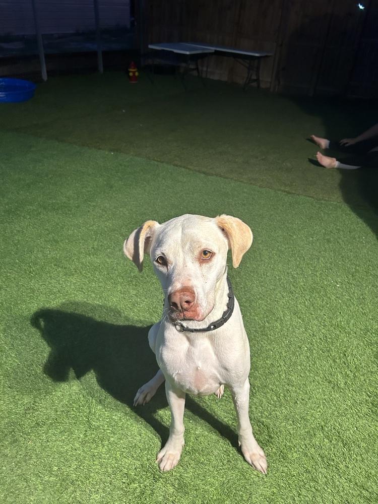 Poppy, a Adoptable mixed breed in Zellwood, FL image 2/3