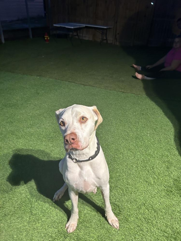 Poppy, a Adoptable mixed breed in Zellwood, FL image 3/3