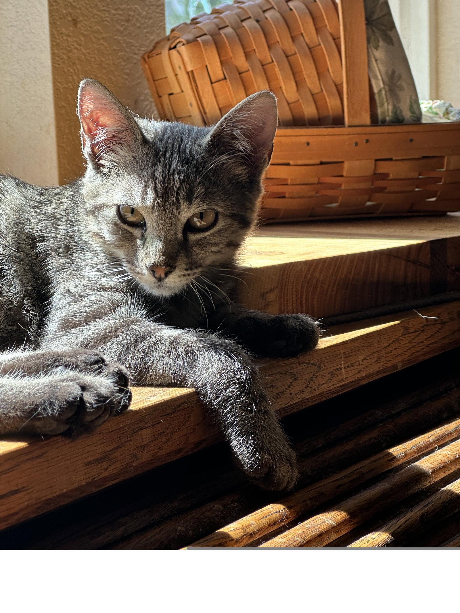 Wendigo, Adoptable, Kitten Male Domestic Short Hair.