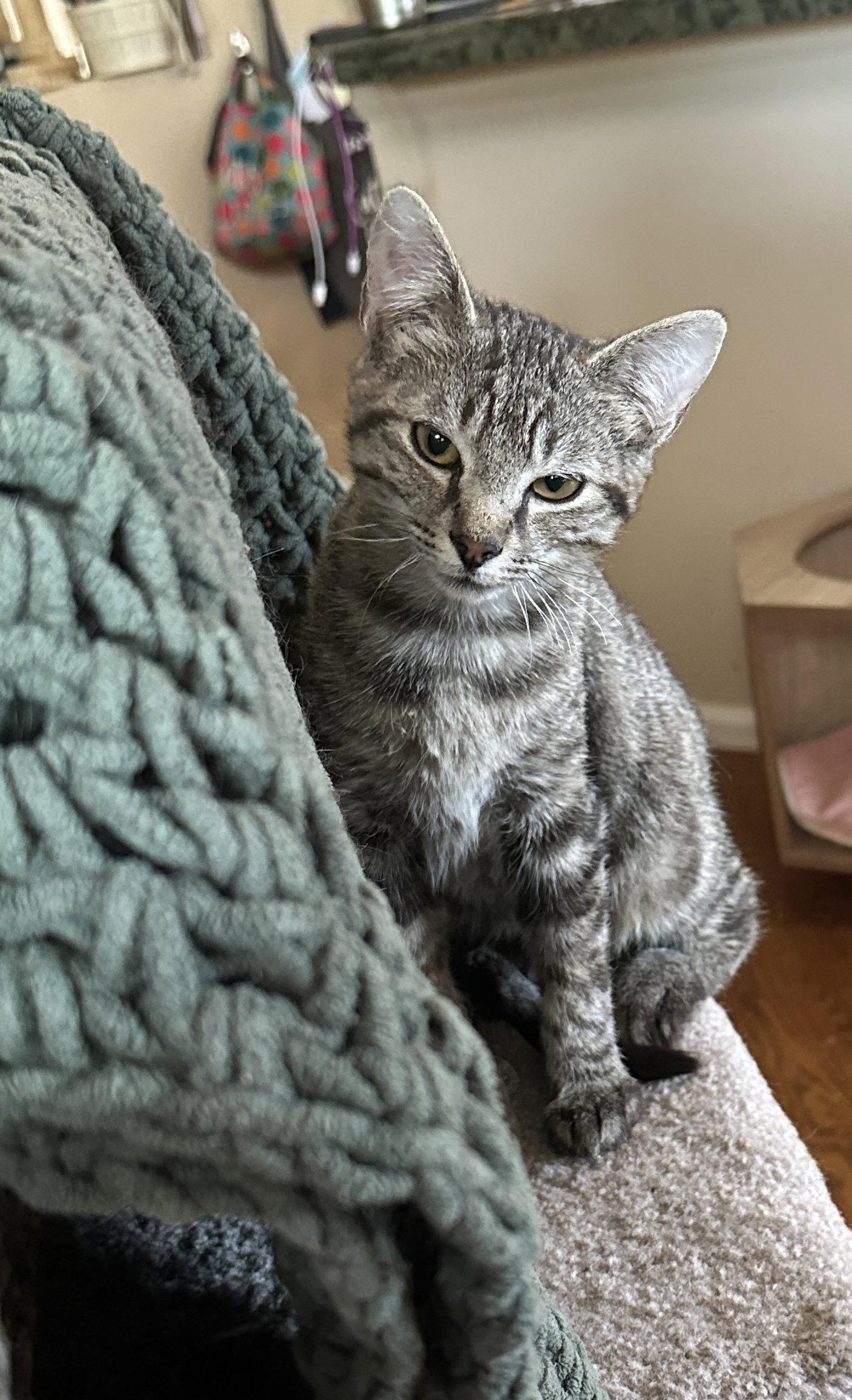 Enlarge Wendigo, a Adoptable Domestic Short Hair in Colorado Springs, CO image 2/2