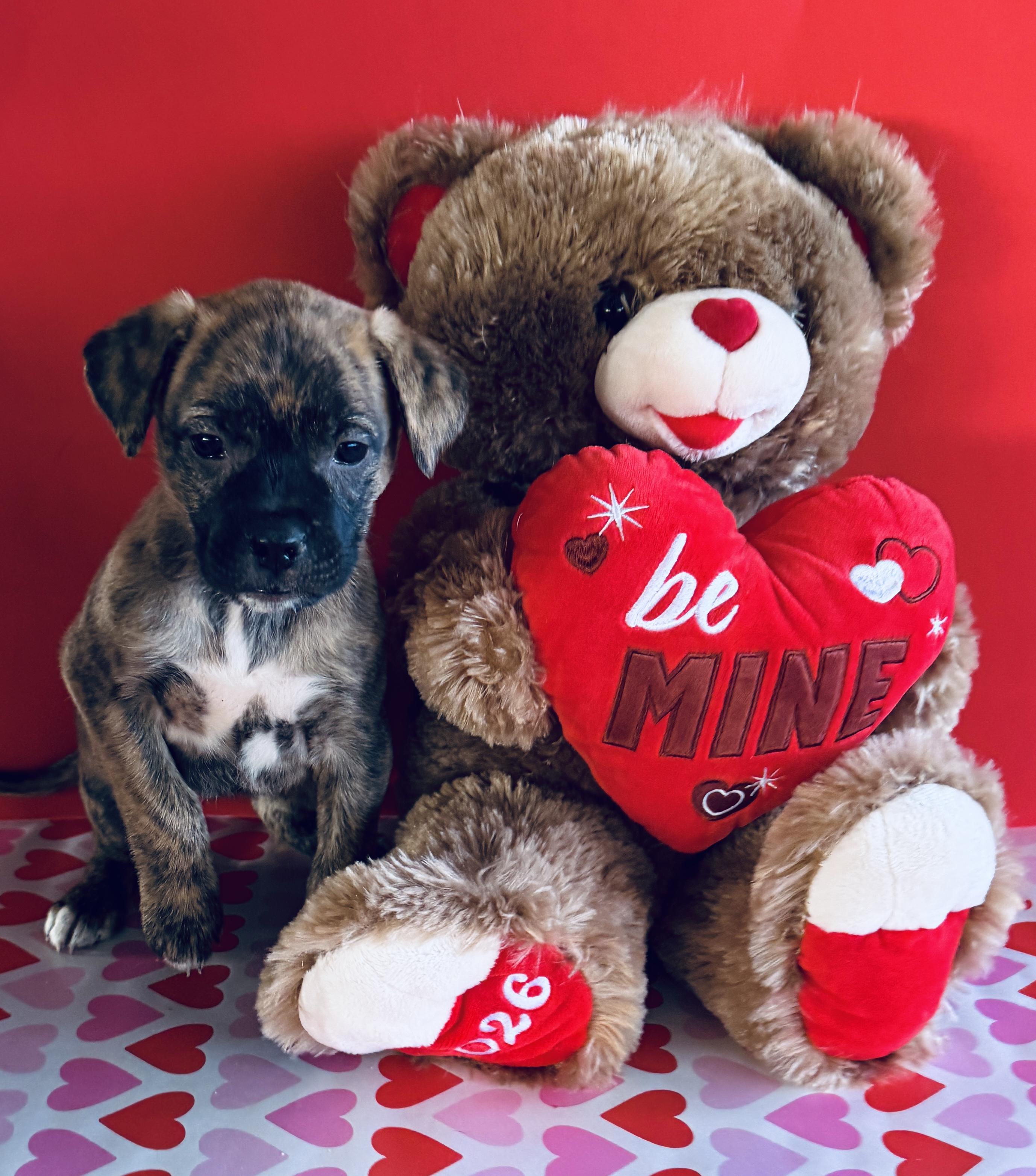 Enlarge Toffee, a ADOPTABLE mixed breed in Albemarle, NC image 1/1