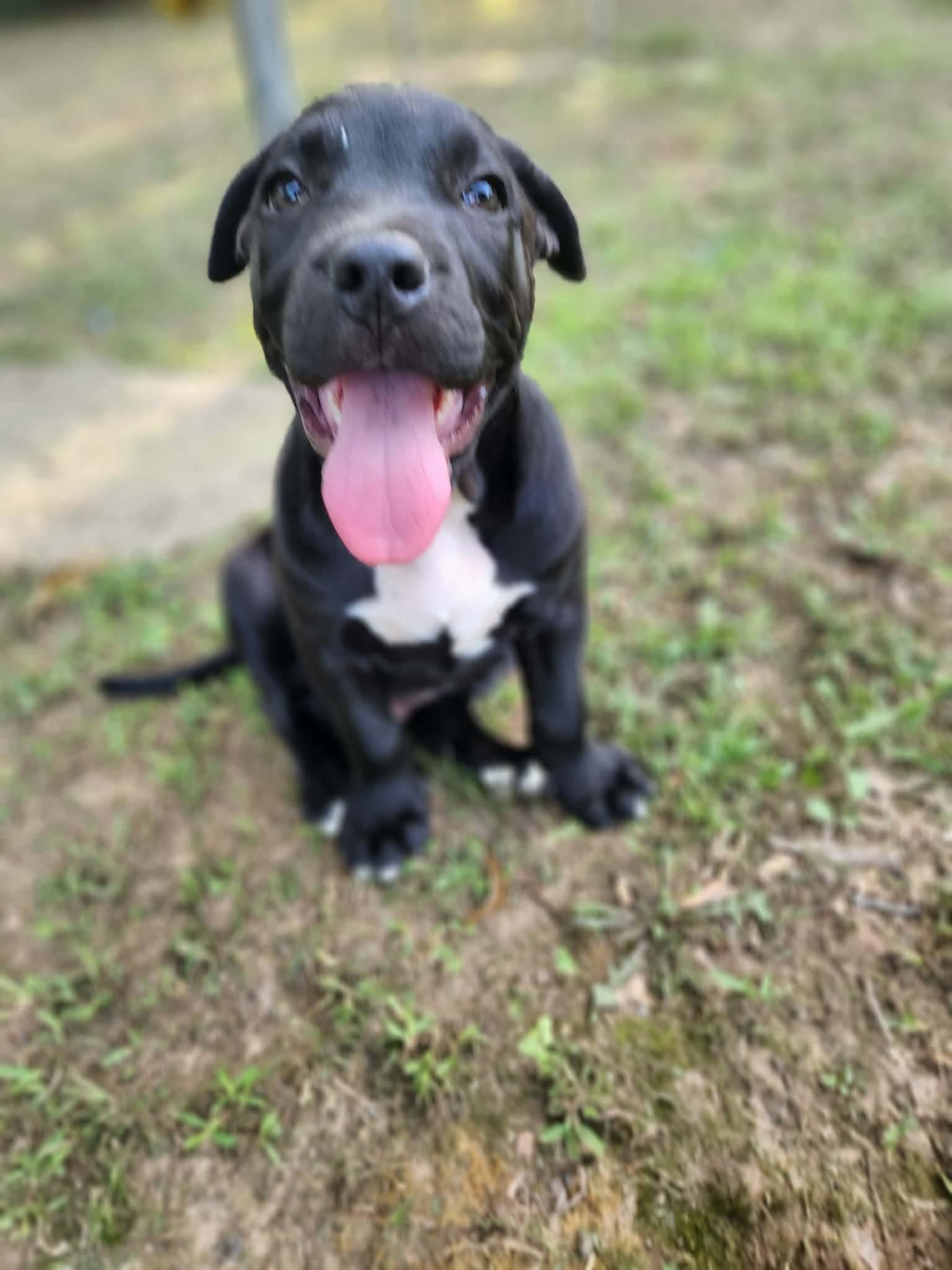 Enlarge Winchester, a Adoptable mixed breed in OKLAHOMA CITY, OK image 2/3