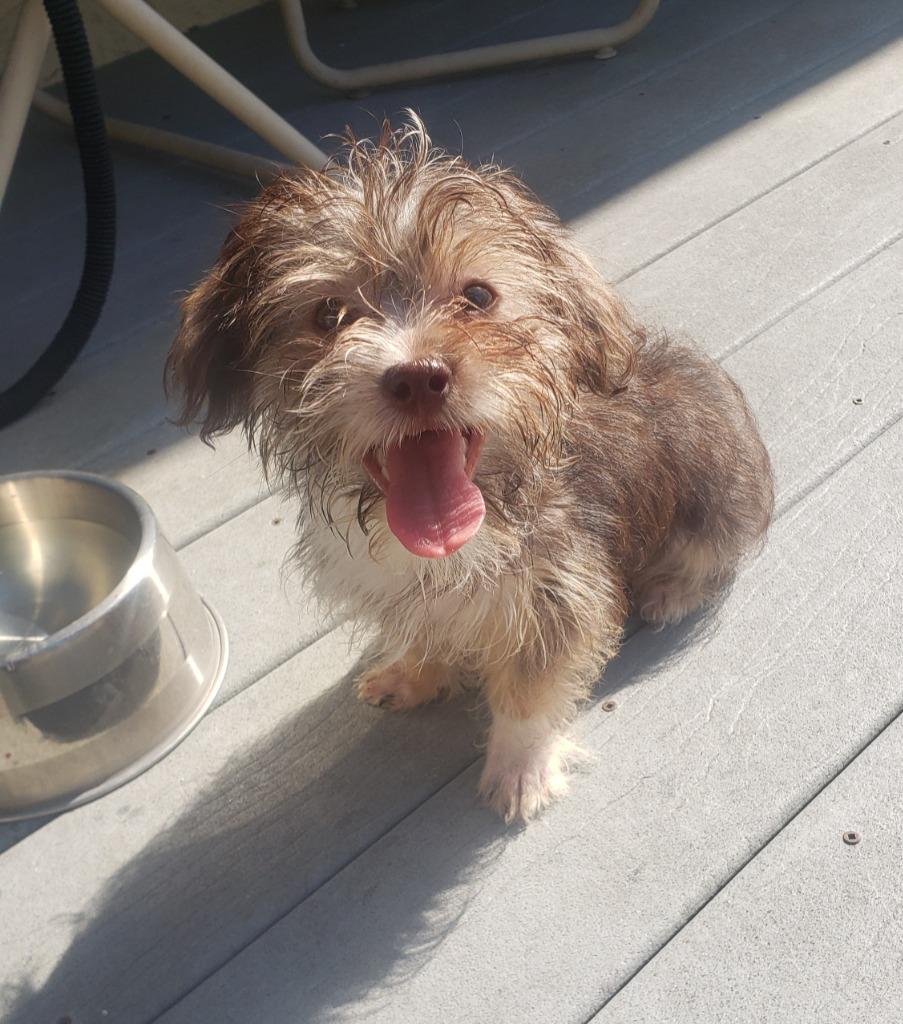 Scooter, Adopted, Puppy Male Yorkshire Terrier & Shih Tzu.