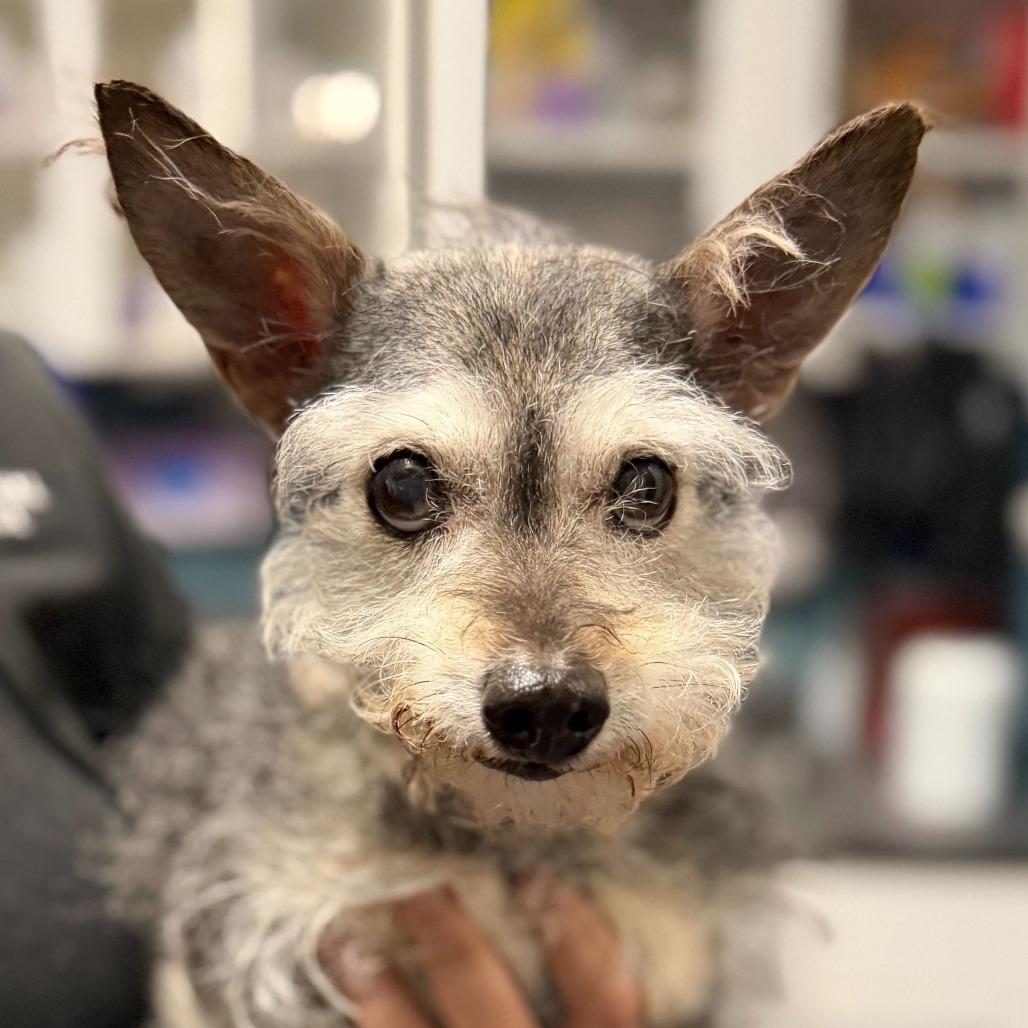 Brandy, a Adoptable mixed breed in Providence, RI image 1/6