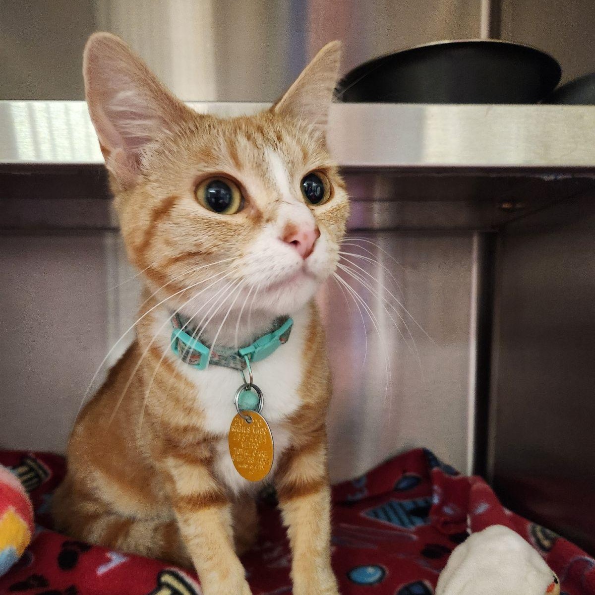 Creamsicle, a ADOPTABLE Domestic Short Hair in Liberty, MO image 3/3