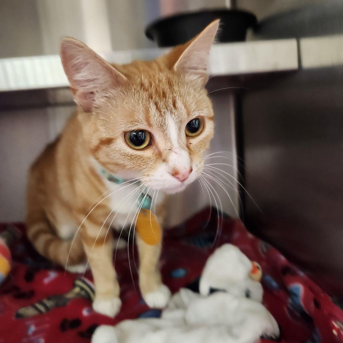 Creamsicle, ADOPTABLE, Kitten Female Domestic Short Hair.