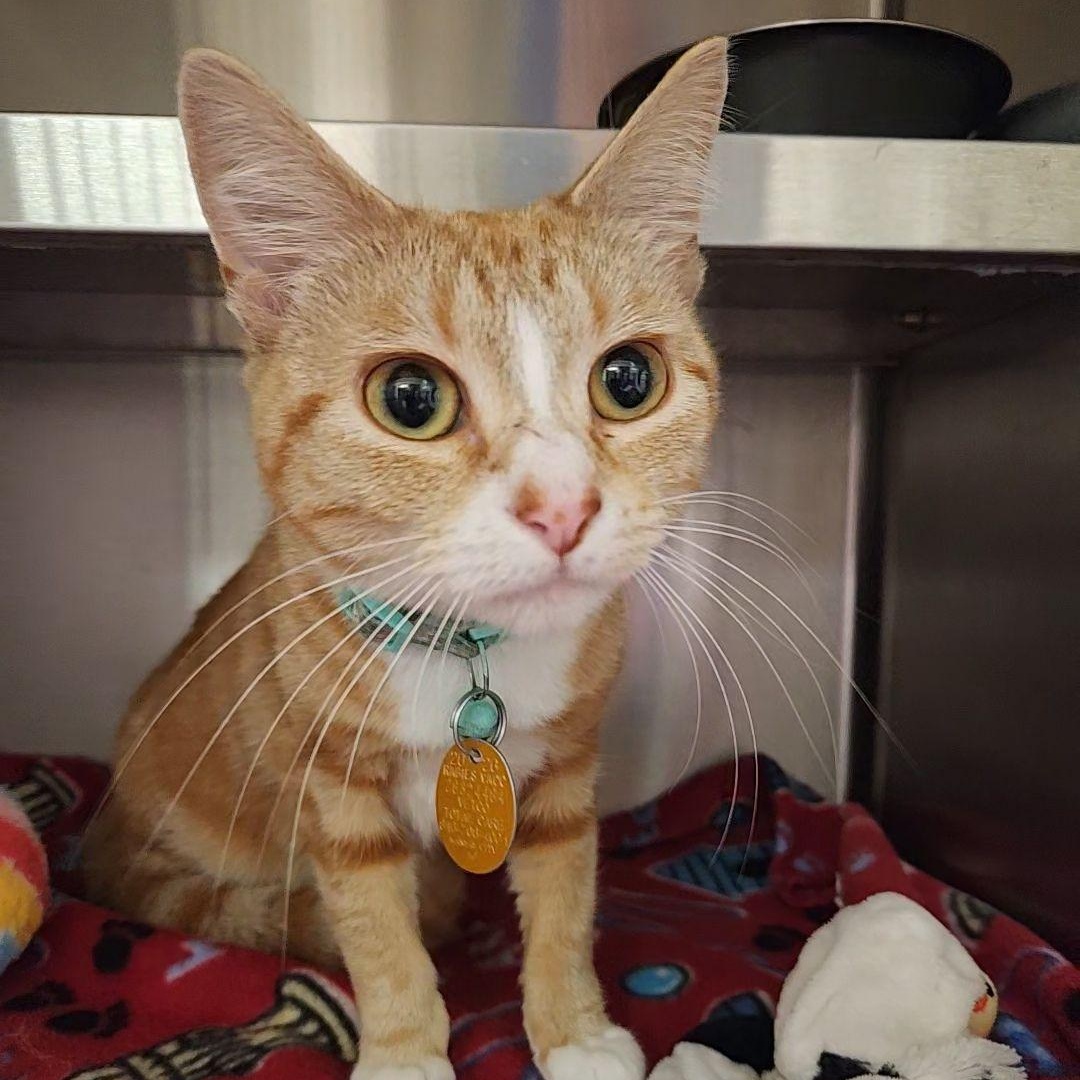 Creamsicle, a ADOPTABLE Domestic Short Hair in Liberty, MO image 2/3