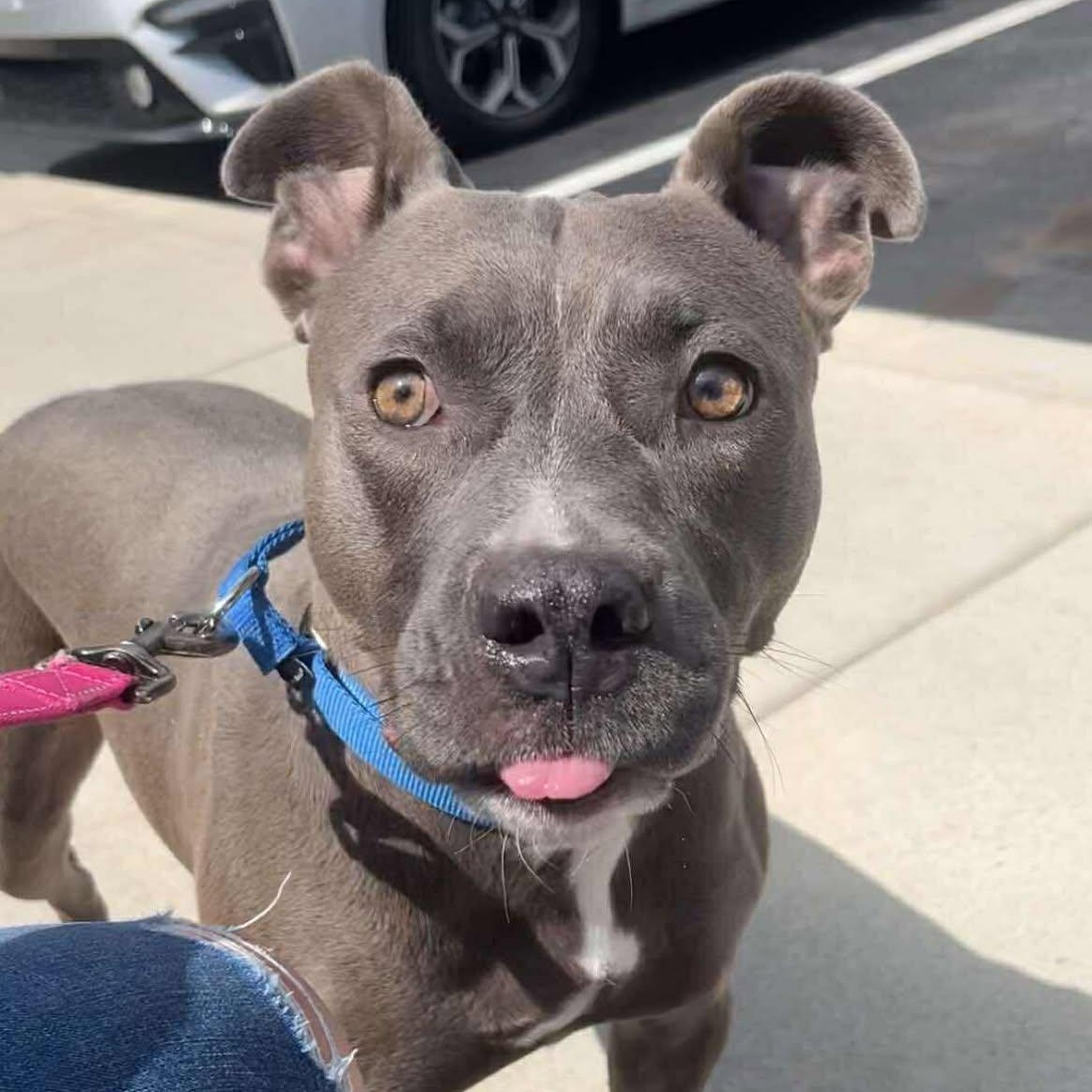 Lumi, Adoptable, Adult Female American Staffordshire Terrier.