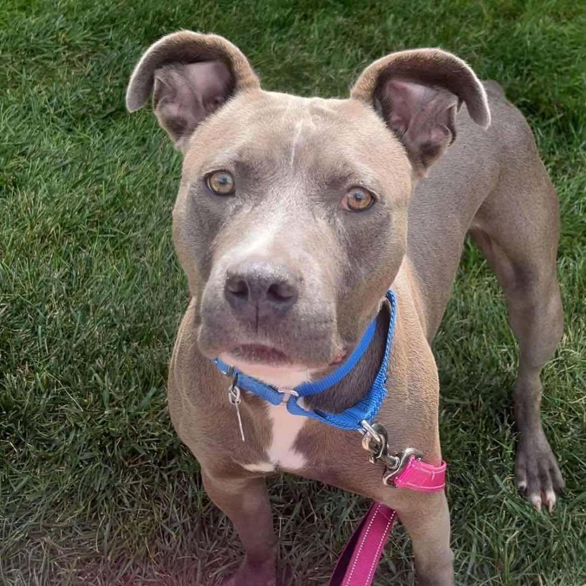 Lumi, a Adoptable American Staffordshire Terrier in Valparaiso, IN image 2/3