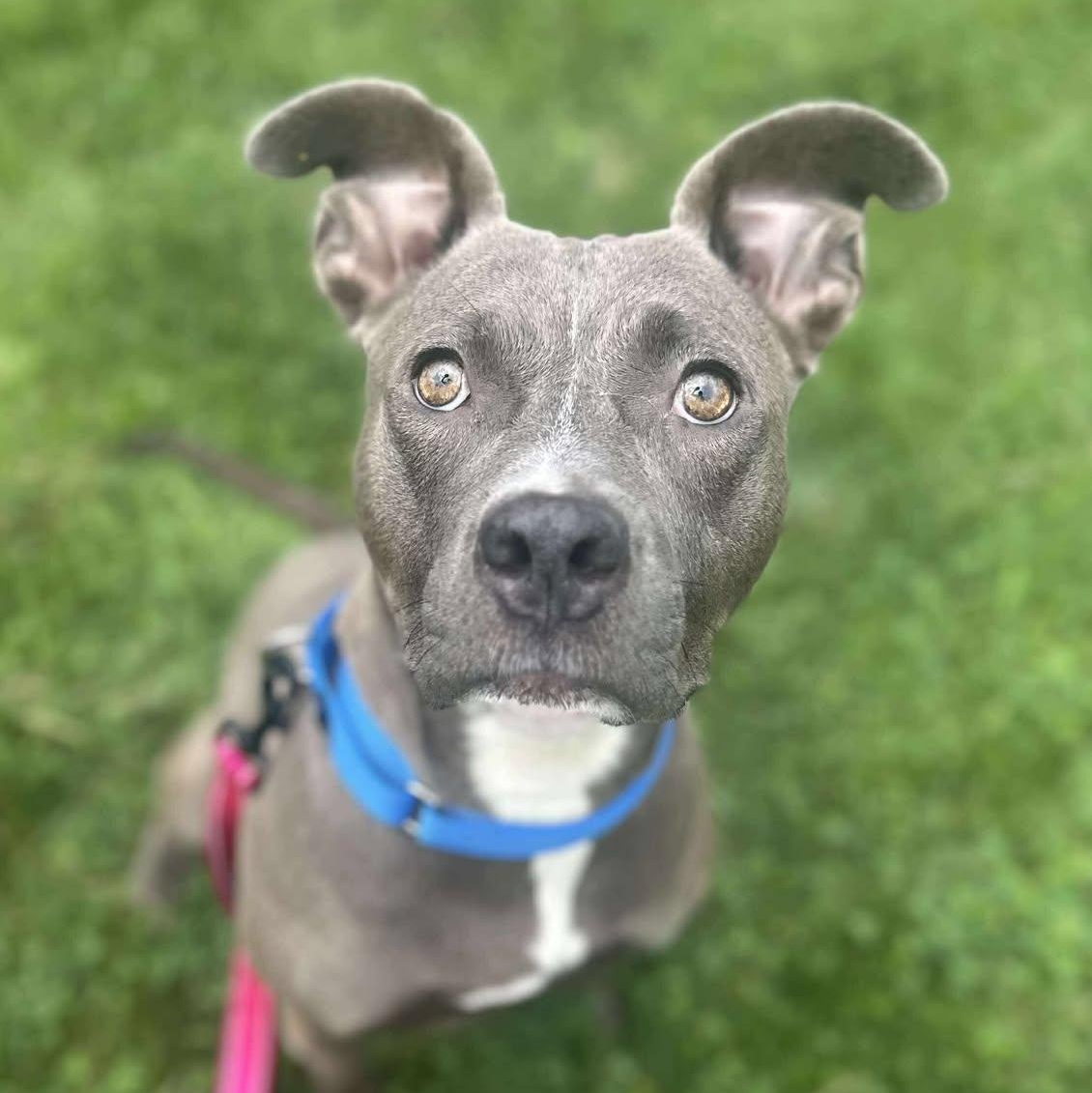 Lumi, a Adoptable American Staffordshire Terrier in Valparaiso, IN image 3/3