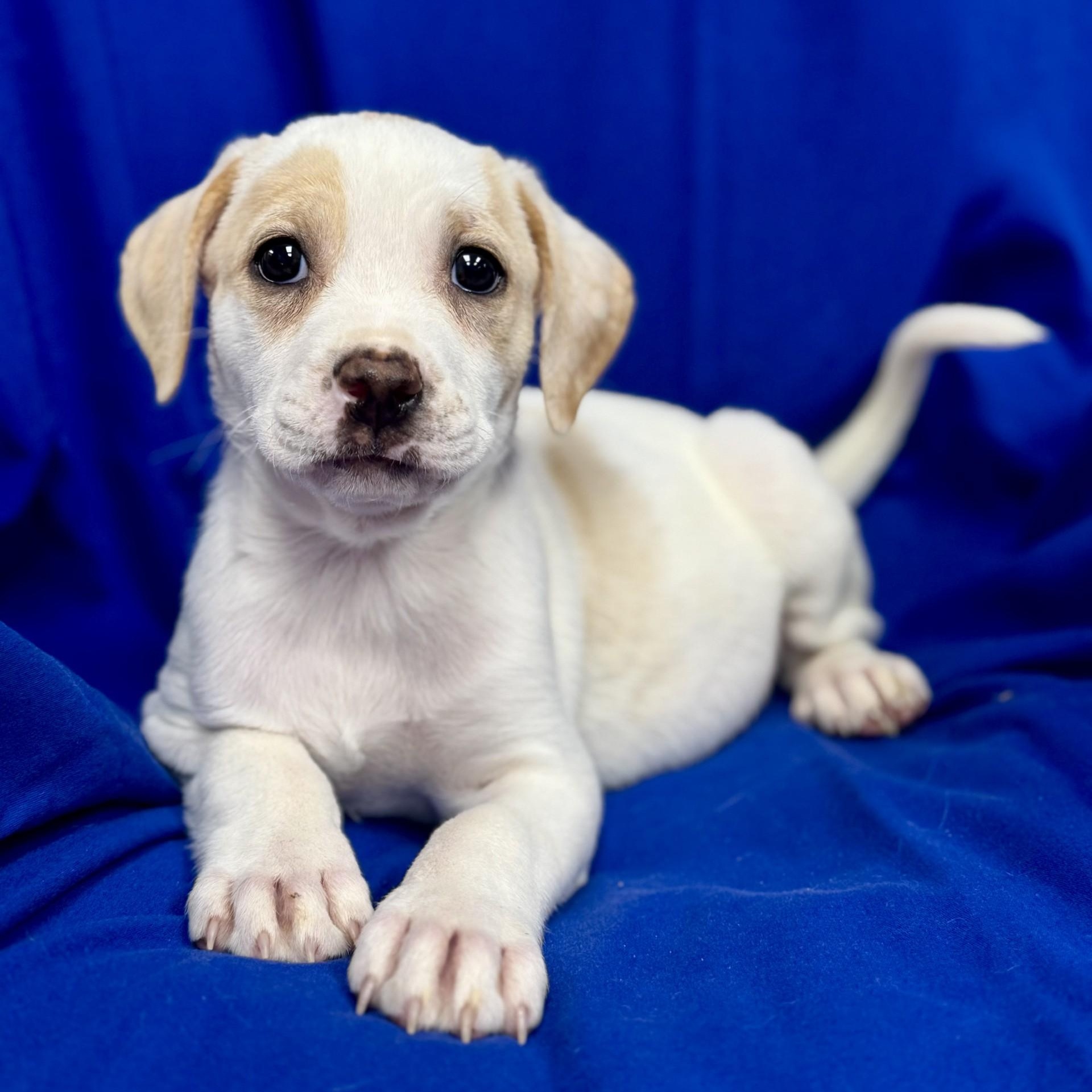 Yennefer of Vengerberg (CONC-A-9028)