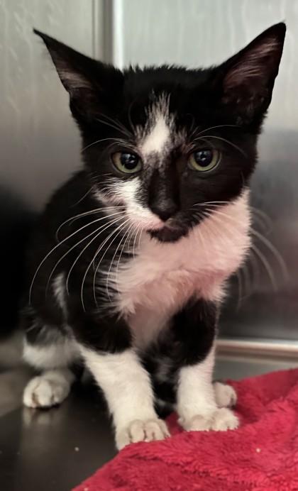 Wind, Adoptable, Kitten Female Domestic Short Hair & Domestic Short Hair.