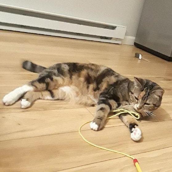 Lily, Adopted, Adult Female Domestic Short Hair.