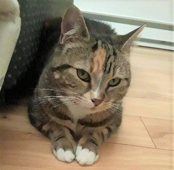 Lily, a Adopted Domestic Short Hair in Naugatuck, CT image 2/3