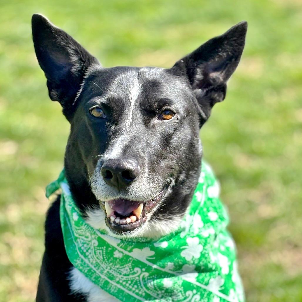 Socks, Adoptable, Adult Female Mixed Breed.