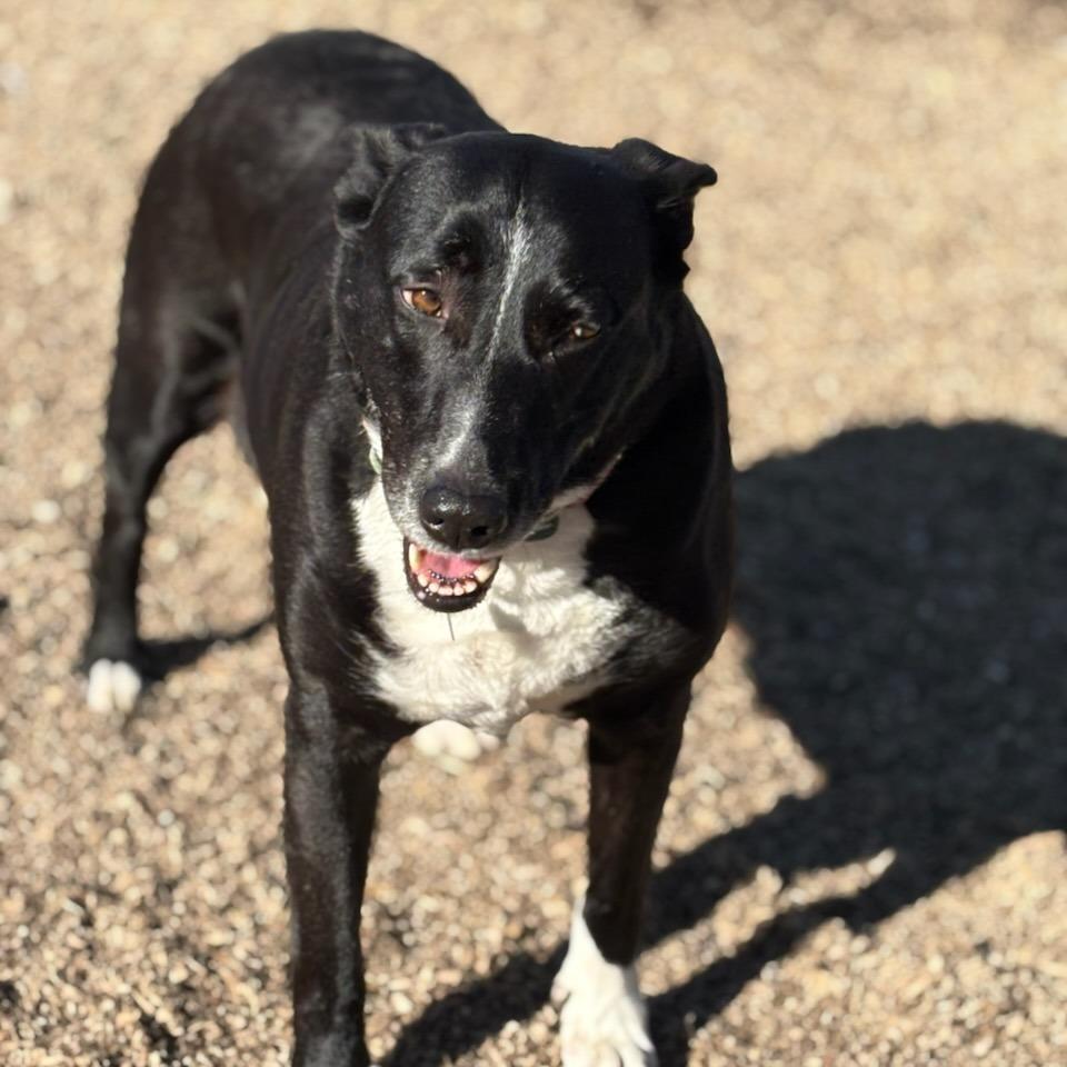 Enlarge Socks, a Adoptable mixed breed in Medford, OR image 2/2