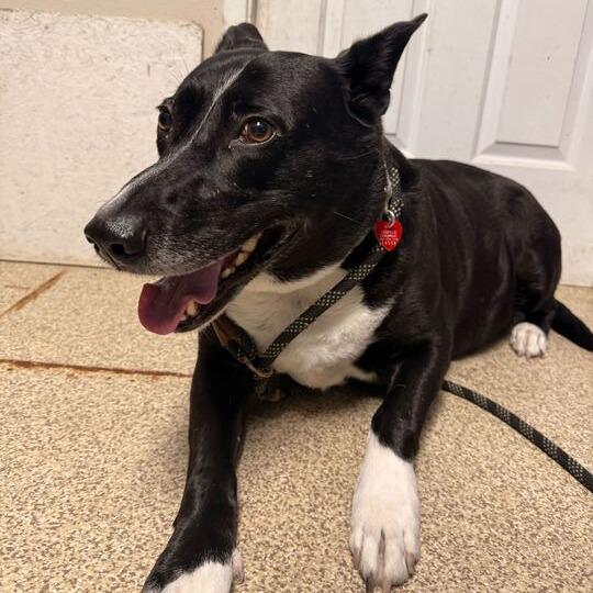 Socks, Adoptable, Adult Female Mixed Breed.