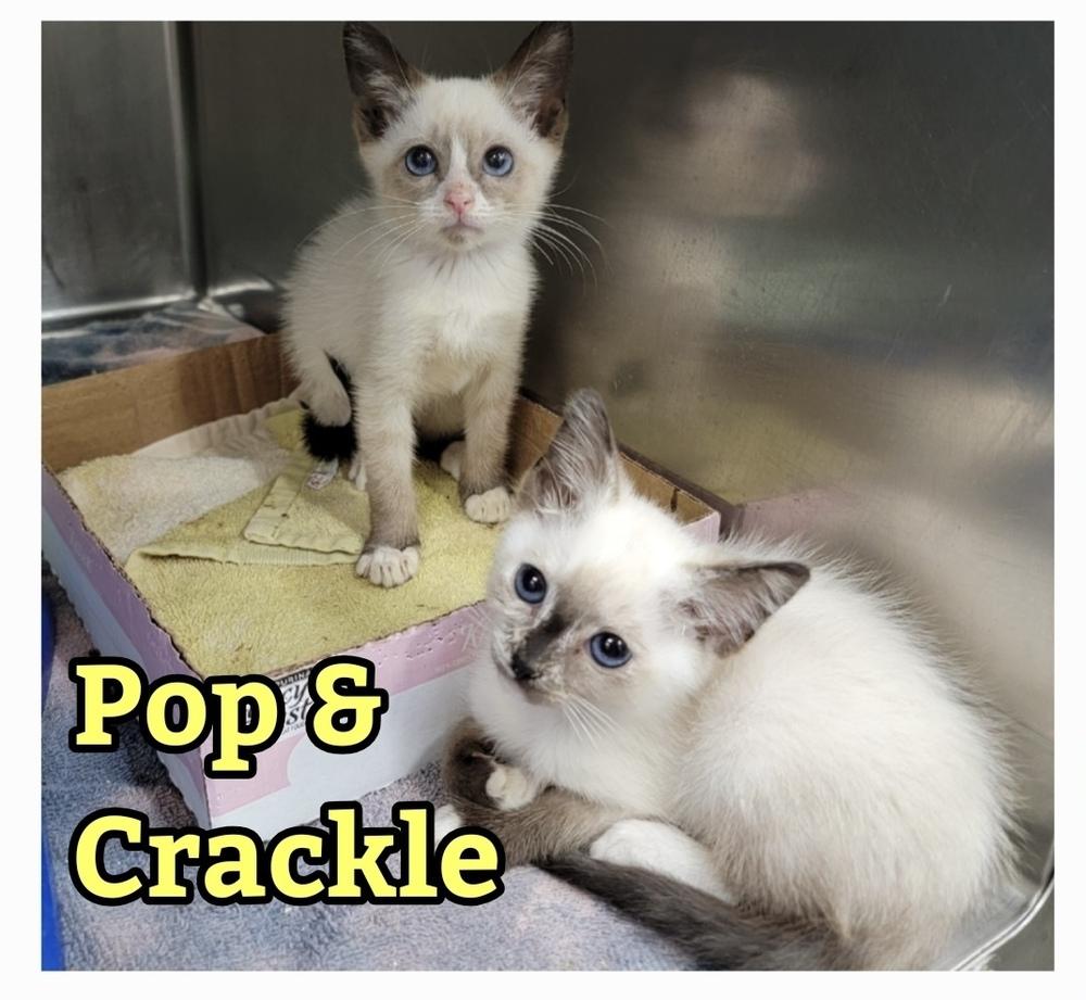 Crackle, Adopted, Kitten Female Siamese & Snowshoe.