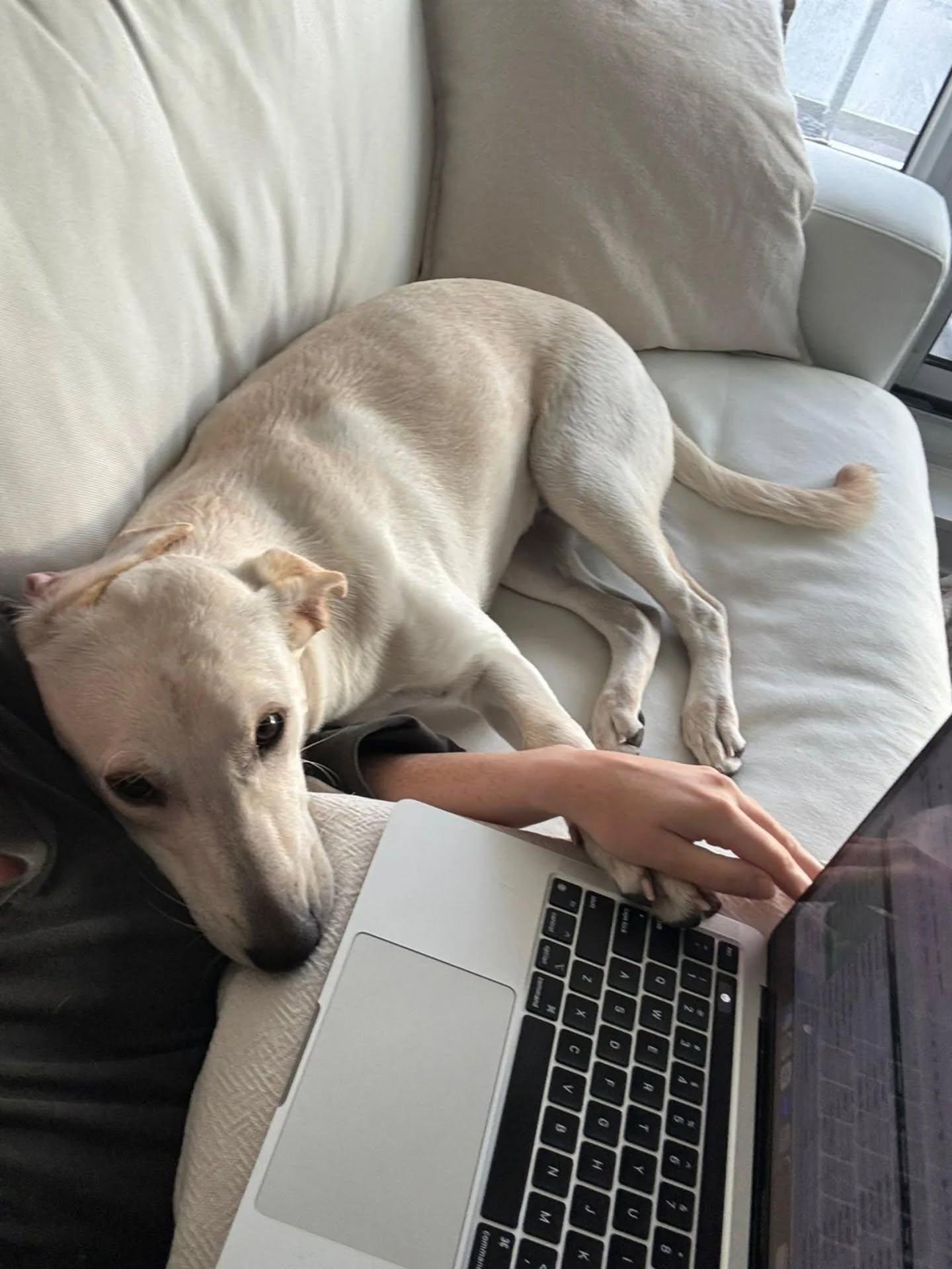 Enlarge Zasa, an adopted Mixed Breed in Etobicoke, ON image 1/6