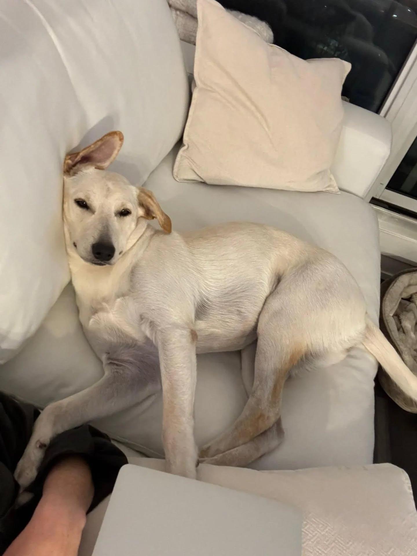 Enlarge Zasa, an adopted Mixed Breed in Etobicoke, ON image 2/6