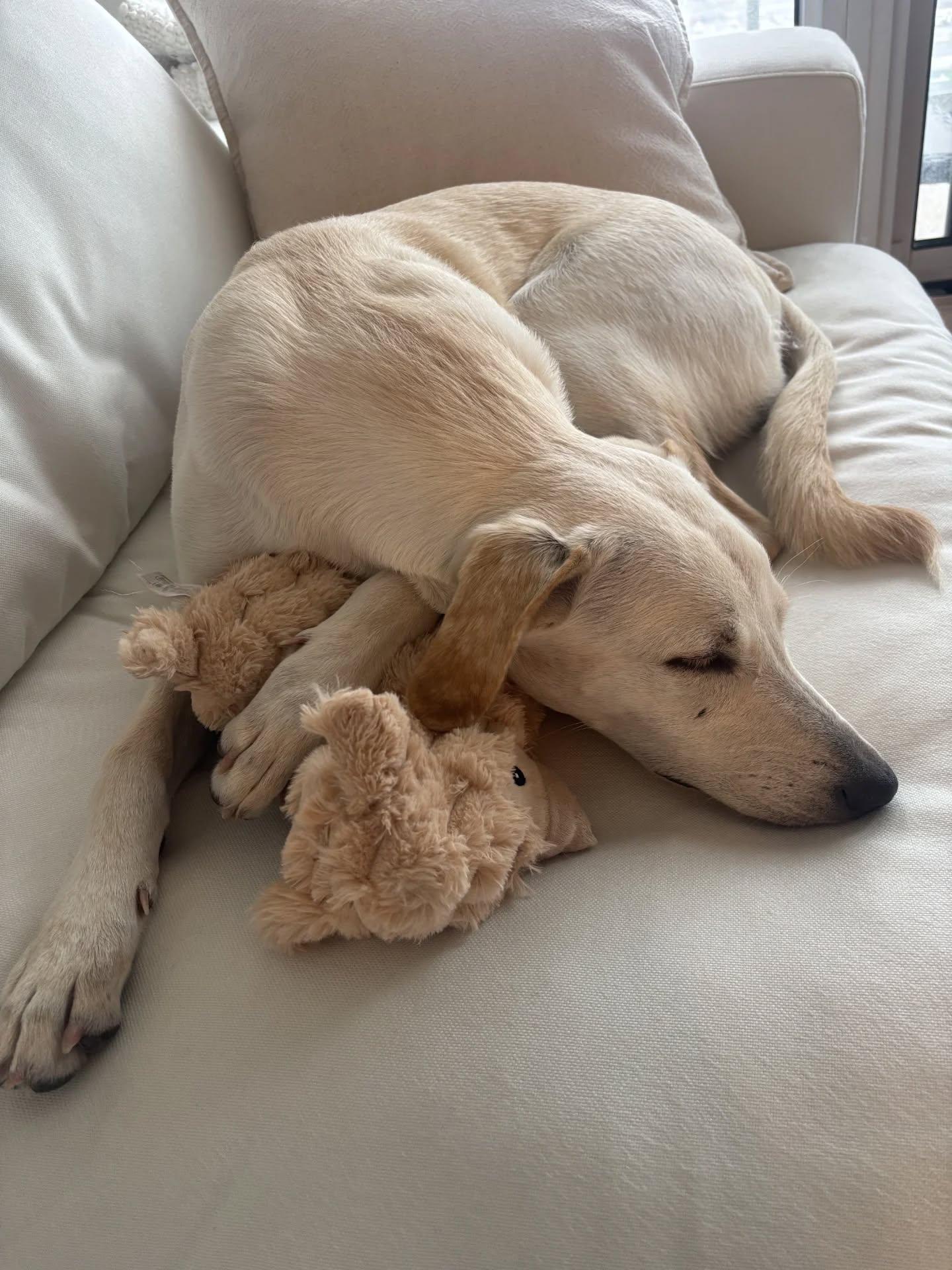 Enlarge Zasa, an adopted Mixed Breed in Etobicoke, ON image 3/6