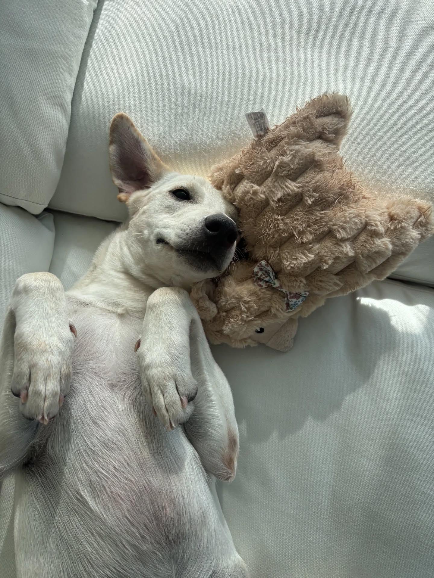 Enlarge Zasa, an adopted Mixed Breed in Etobicoke, ON image 4/6