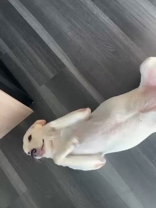 Enlarge Zasa, an adopted Mixed Breed in Etobicoke, ON video 5/6