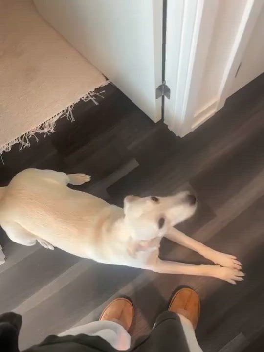 Enlarge Zasa, an adopted Mixed Breed in Etobicoke, ON video 6/6