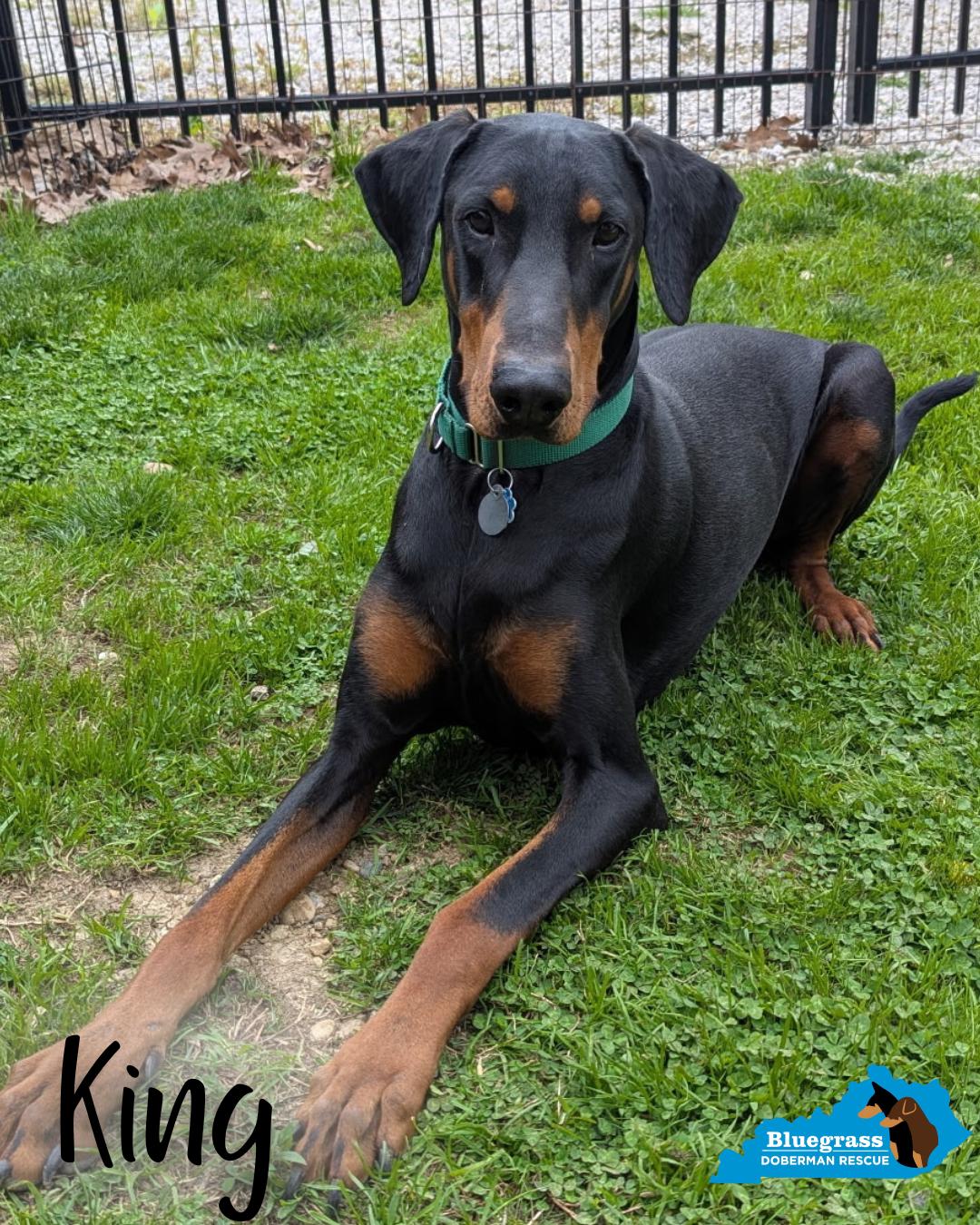 Enlarge King, a ADOPTABLE Doberman Pinscher in Louisville, KY image 2/3