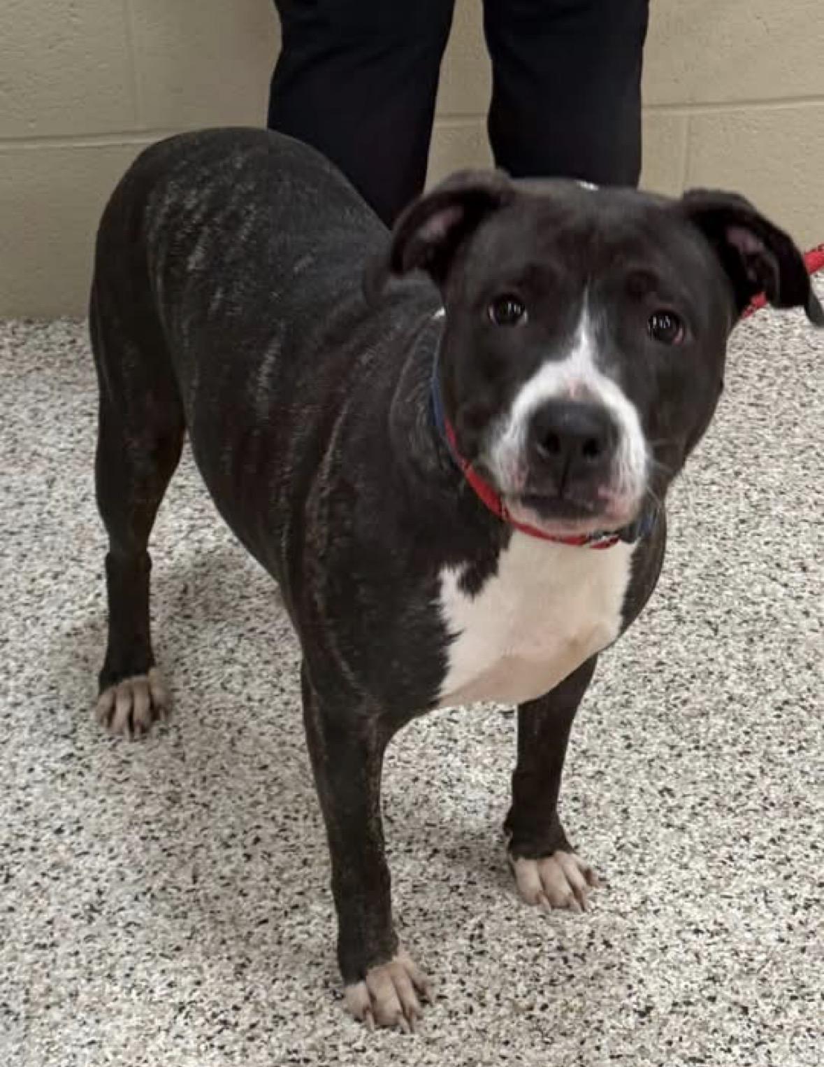 Leah, ADOPTABLE, Adult Female Pit Bull Terrier.