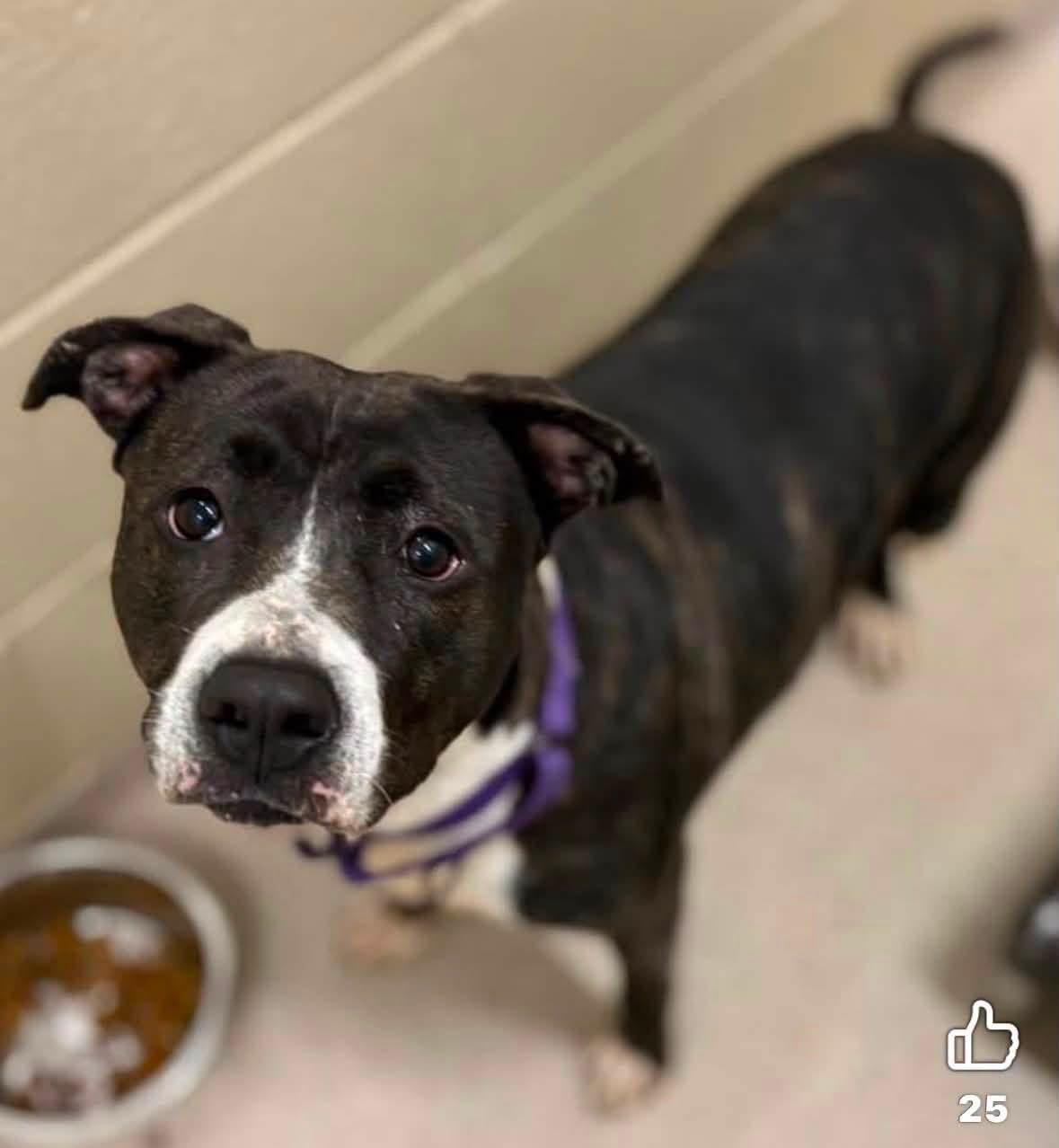 Enlarge Leah, a ADOPTABLE mixed breed in Youngstown, OH image 3/5