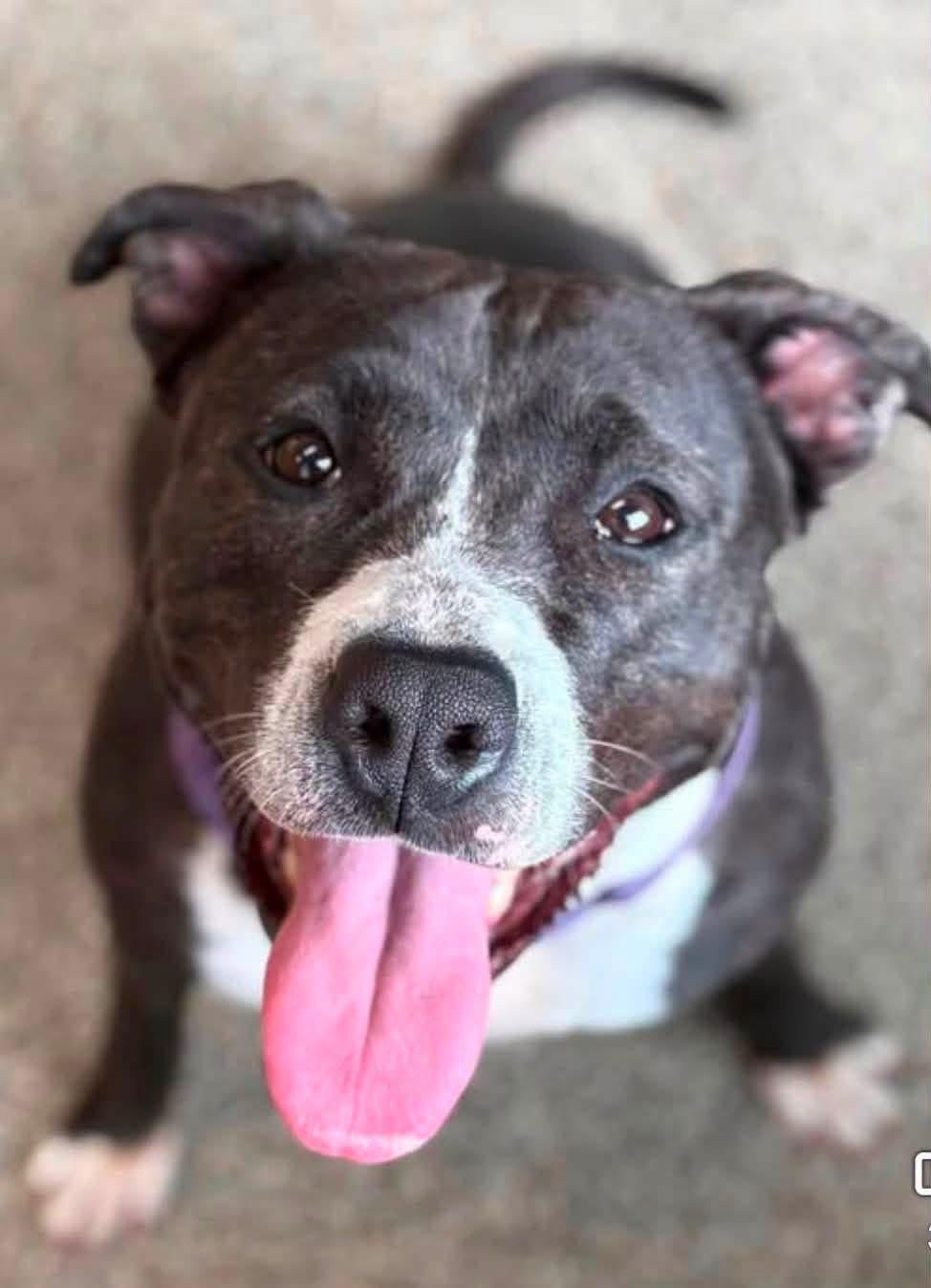 Enlarge Leah, a ADOPTABLE mixed breed in Youngstown, OH image 4/5