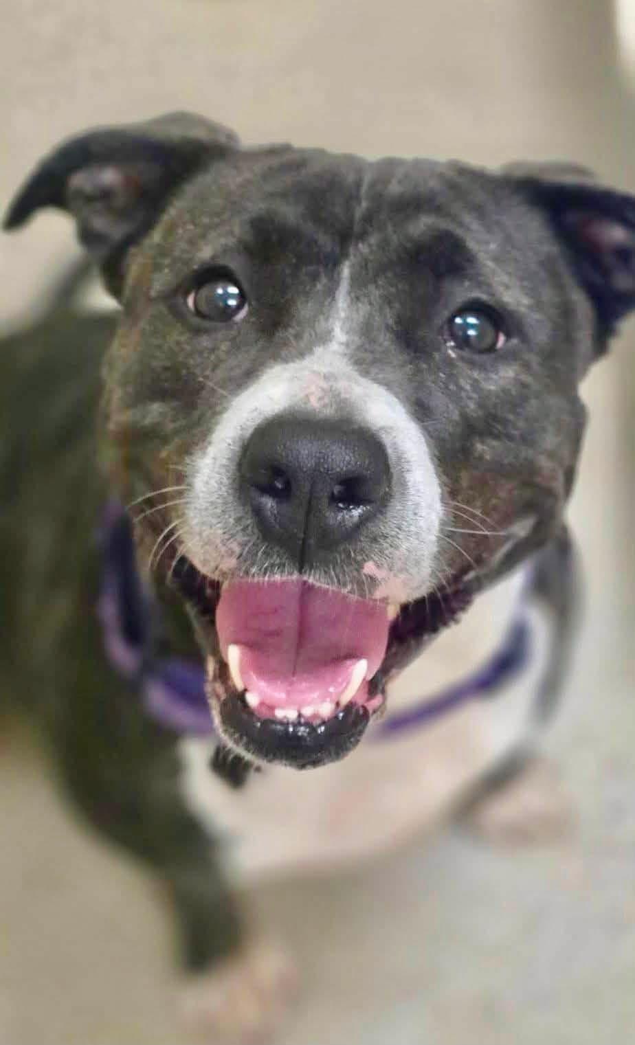 Leah, ADOPTABLE, Adult Female Pit Bull Terrier.