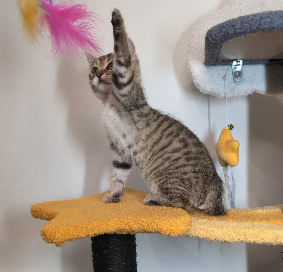 Enlarge Nugget, a Adopted Domestic Short Hair in Pittsburgh, PA image 3/6