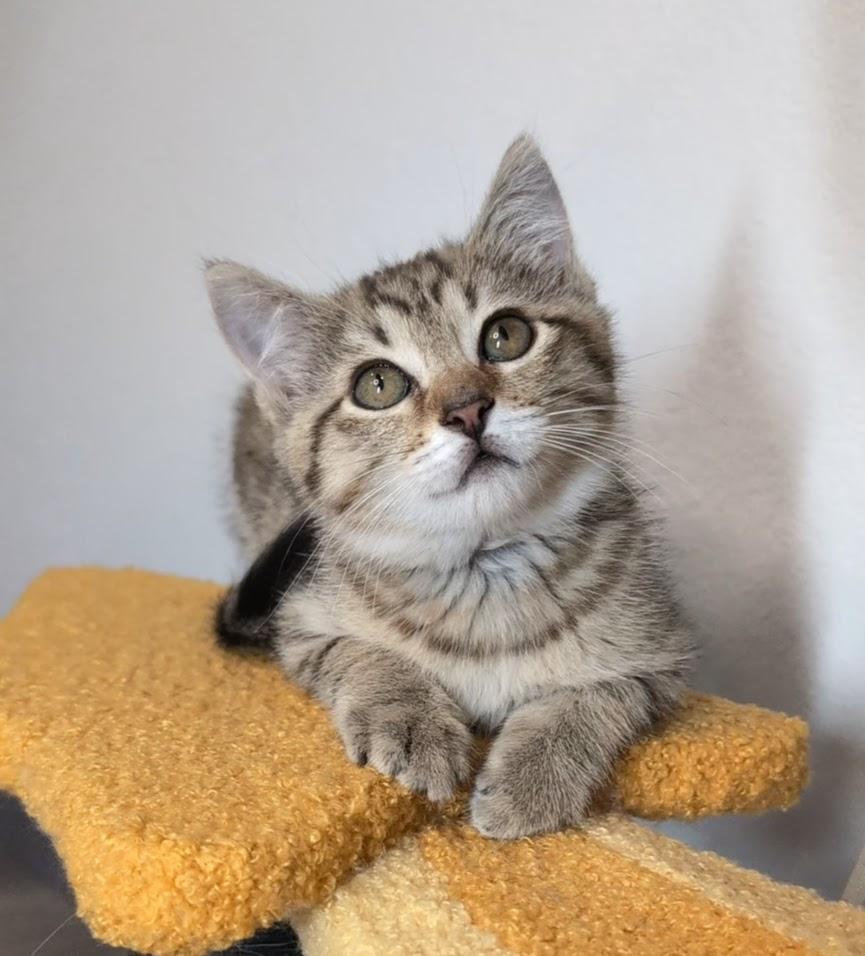 Enlarge Nugget, a Adopted Domestic Short Hair in Pittsburgh, PA image 1/6