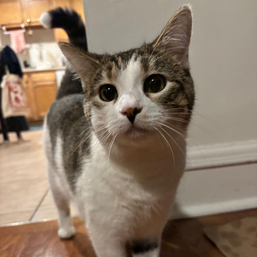 Sandy Cheeks, Adoptable, Adult Female Domestic Short Hair.