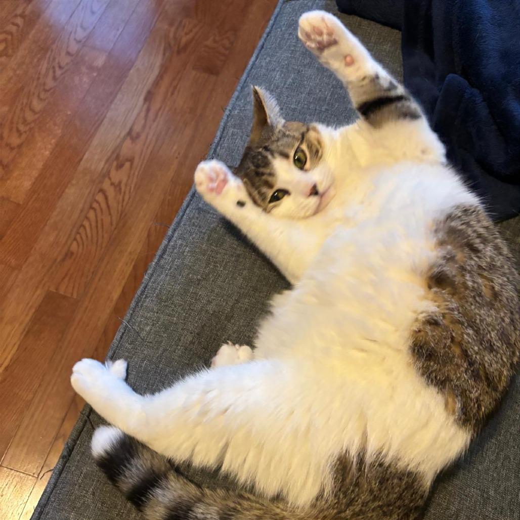 Enlarge Sandy Cheeks, a Adoptable Domestic Short Hair in Gibsonia, PA image 2/6